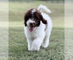 Small Photo #9 Labradoodle Puppy For Sale in BURNS, TN, USA