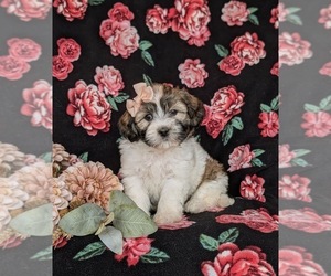 Havanese Puppy for Sale in BIRD IN HAND, Pennsylvania USA