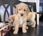 Small Photo #7 Goldendoodle Puppy For Sale in DAWSONVILLE, GA, USA