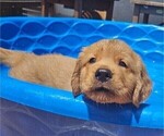 Puppy 4 Golden Retriever