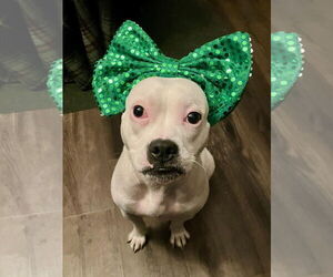 Mutt Dogs for adoption in Plainfield, IL, USA