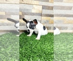 Small Photo #39 French Bulldog Puppy For Sale in HOUSTON, TX, USA