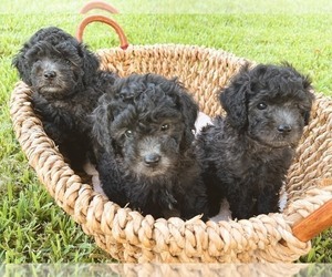 Poodle (Toy) Puppy for sale in HOUSTON, TX, USA