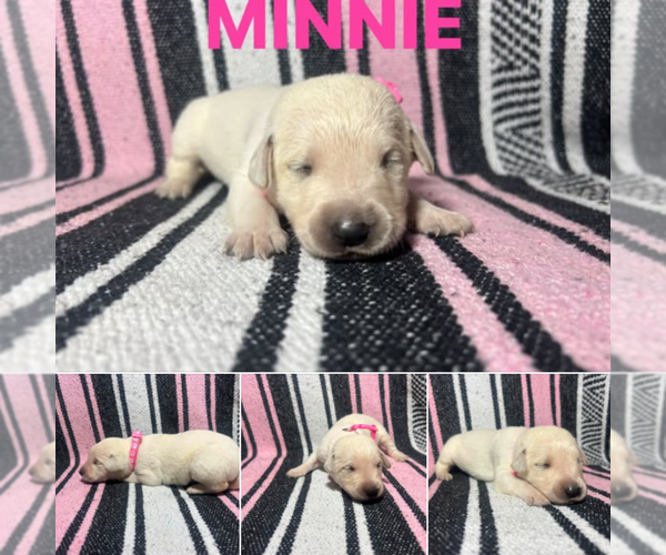Medium Photo #1 Labrador Retriever Puppy For Sale in LIMESTONE, TN, USA