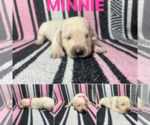 Puppy Minnie Labrador Retriever