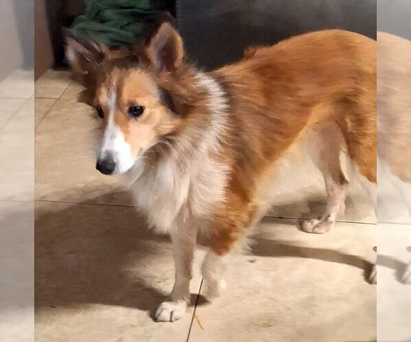 Medium Photo #1 Mutt Puppy For Sale in Dublin, OH, USA