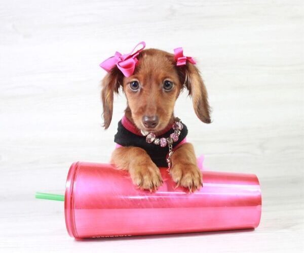 Medium Photo #3 Dachshund Puppy For Sale in LAS VEGAS, NV, USA