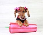 Small Photo #3 Dachshund Puppy For Sale in LAS VEGAS, NV, USA