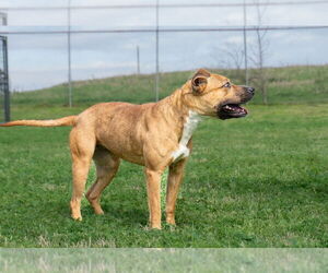 Fannie - Female Mutt Dog for Adoption - Photo #3