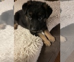 Small Photo #1 German Shepherd Dog Puppy For Sale in OXNARD, CA, USA