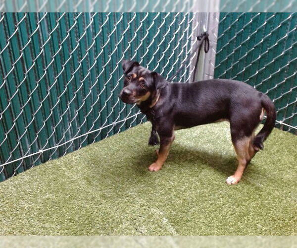 Medium Photo #1 Pug-Unknown Mix Puppy For Sale in Downey, CA, USA