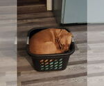 Small #1 Boxweiler
