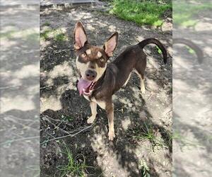 Australian Kelpie-Unknown Mix Dogs for adoption in Conroe, TX, USA