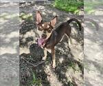 Small Australian Kelpie Mix