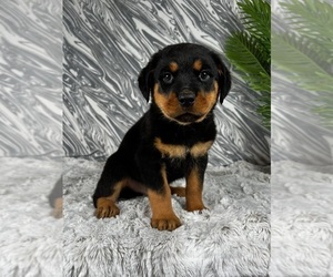Rottweiler Puppy for sale in GREENWOOD, IN, USA