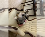 Small Photo #6 English Bulldog Puppy For Sale in SPANAWAY, WA, USA