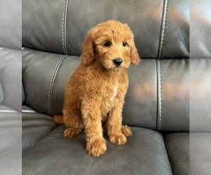 Goldendoodle (Miniature) Puppy for sale in FRANKLIN, IN, USA