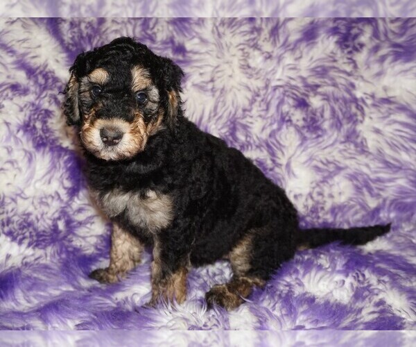 Medium Photo #2 Labradoodle Puppy For Sale in LA HABRA, CA, USA