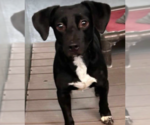 Small #4 Chihuahua Mix