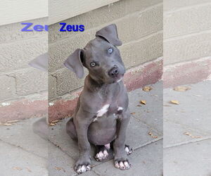 American Pit Bull Terrier-Unknown Mix Dogs for adoption in Des Moines, IA, USA