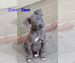 Small American Pit Bull Terrier Mix