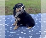 Puppy Girl 2 Australian Shepherd