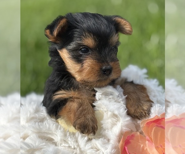 Medium Photo #4 Yorkshire Terrier Puppy For Sale in ROCK STREAM, NY, USA