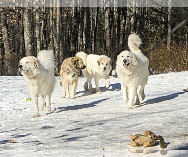 Medium Photo #4 Great Pyrenees Puppy For Sale in Croydon, NH, USA