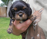 Puppy 4 Cavalier King Charles Spaniel
