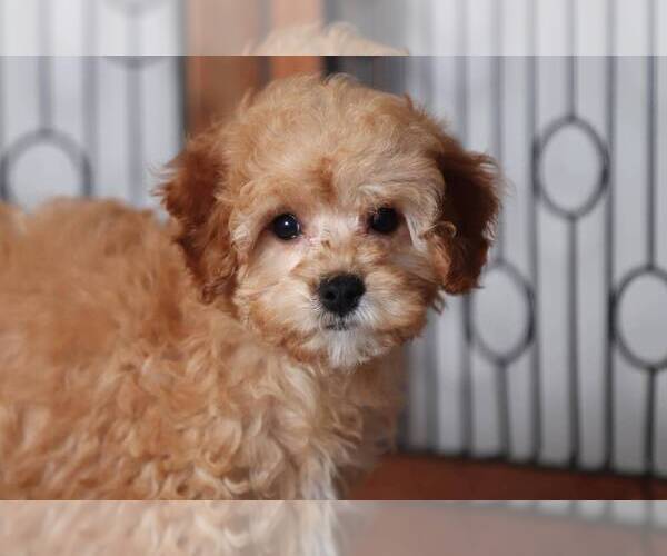 Medium Photo #3 Cavapoo Puppy For Sale in NAPLES, FL, USA