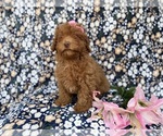 Small #4 Cavapoo (Miniature)