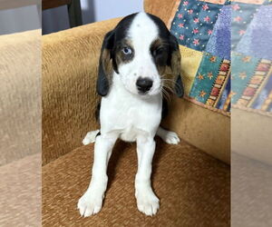 Beagle-Unknown Mix Dogs for adoption in Mundelein, IL, USA