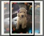 Small Photo #20 Sheepadoodle Puppy For Sale in RIALTO, CA, USA