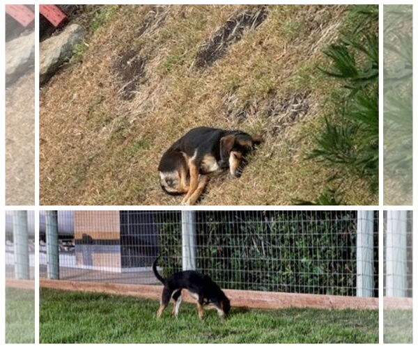 Medium Photo #4 Beagle Puppy For Sale in Apple Valley, CA, USA