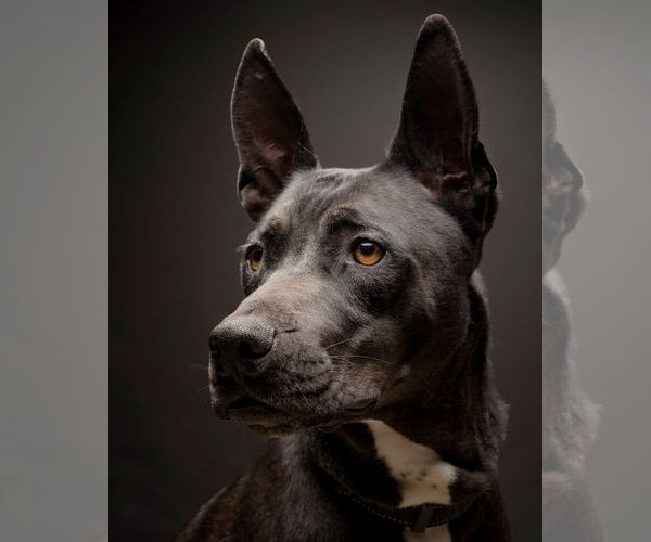Medium Photo #7 American Pit Bull Terrier-American Staffordshire Terrier Mix Puppy For Sale in Corona, CA, USA