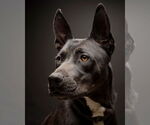 Small #6 American Pit Bull Terrier-American Staffordshire Terrier Mix