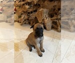 Small Photo #1 Belgian Malinois Puppy For Sale in MIAMI, FL, USA