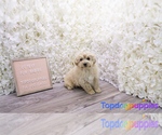 Small Photo #1 Mal-Shi-Poogle Mix Puppy For Sale in FULLERTON, CA, USA