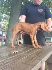 Vizsla Puppy for sale in HANOVERTON, OH, USA