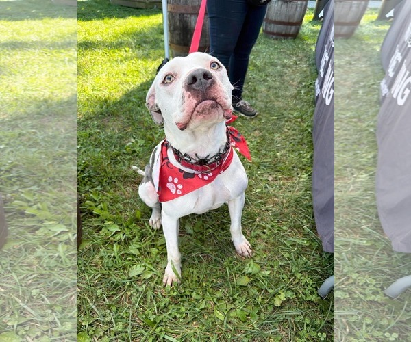 Medium Photo #2 American Pit Bull Terrier-Unknown Mix Puppy For Sale in Germantown, OH, USA