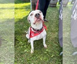 Small Photo #2 American Pit Bull Terrier-Unknown Mix Puppy For Sale in Germantown, OH, USA