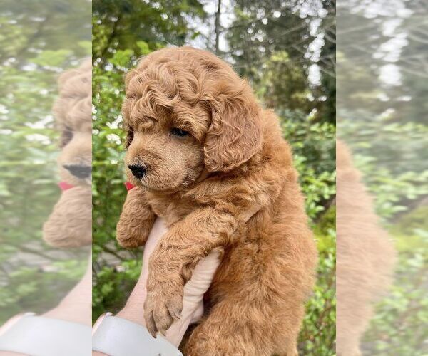 Medium Photo #5 Poodle (Miniature) Puppy For Sale in KEIZER, OR, USA