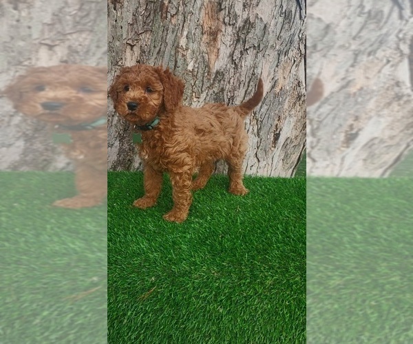 Medium Photo #2 Goldendoodle (Miniature) Puppy For Sale in INDIANAPOLIS, IN, USA