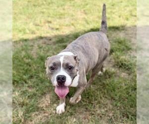 ODETTE - Female American Bulldog-Unknown Mix Dog for Adoption - Photo #2