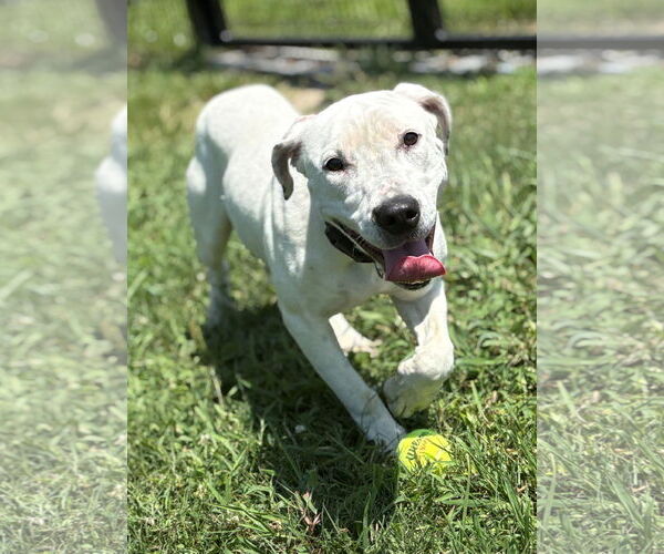 Medium Photo #3 Mutt Puppy For Sale in Virginia Beach, VA, USA