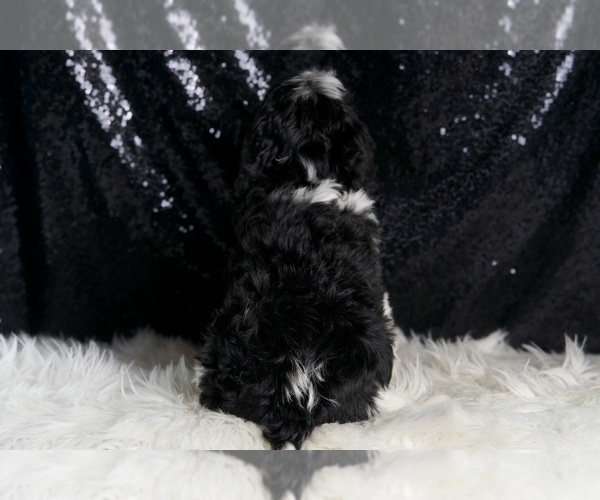Medium Photo #8 Cavapoo Puppy For Sale in WARSAW, IN, USA