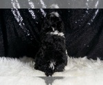 Small #7 Cavapoo