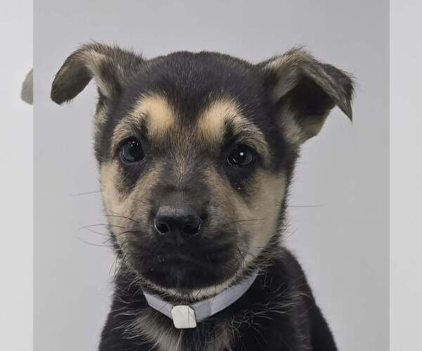 Medium Photo #1 Labrador Retriever-Unknown Mix Puppy For Sale in Brewster, NY, USA