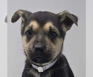 Labrador Retriever-Unknown Mix Dogs for adoption in Brewster, NY, USA
