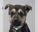 Small Labrador Retriever Mix